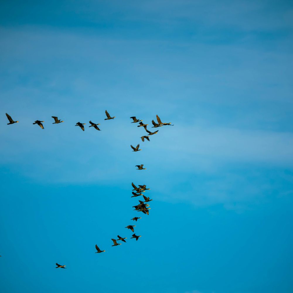 af183323f8a1c9c69fafadd5f623535a79368852